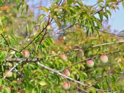 Chinese plum Stock Footage
