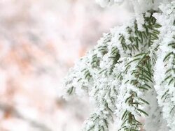 HD: Snow covered twigs Stock Footage