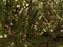 Poaching And Climate Change Threaten Endangered Plants In Everglades Stock Footage