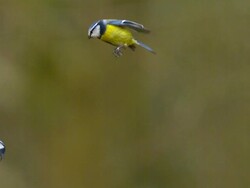 MS SLO MO Shot of blue titlanding on tree trunk / Vieux Pont en Auge, Normandy, France Stock Footage