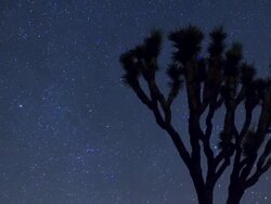 CU T/L  Night sky with stars above large yucca palm tree / Joshua Tree National Park, CA, United States  Stock Footage