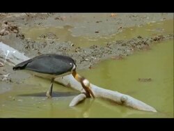 Stork catching crab, Nagarahole, Southern India Stock Footage