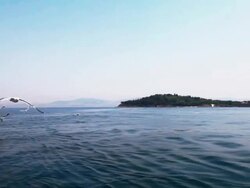 Seagulls flying above sea Stock Footage