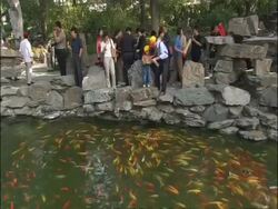 WA pond with carp in Chinese Garden, tourists feeding fish, Beijing, China Stock Footage