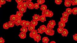 Delicate red flowers fall against a black background; white tufts float down against a black background. Stock Footage