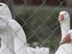 Close-up of white geese behind ring fence on a farm Stock Footage