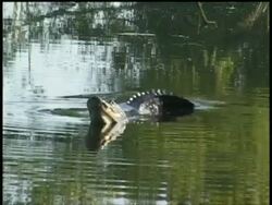 Alligator in water looking up, thrashes around, Brazos Bend State Park, Texas, USA Stock Footage