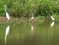 Aquatic birds in Costa Rica Stock Footage