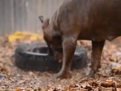 Dog bite tire Stock Footage