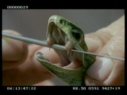 CU Boomslang (male)'s fangs & extension of epiglottis- displayed by Keeper Stock Footage