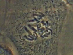 T/L Mitosis of Potoroo (Potorous) cell Stock Footage