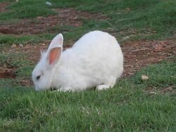 Rabbit on the lawn - Stock Video Stock Footage