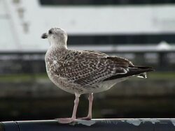 Close up shot of a gull perched on a dingy metal rail near new york city during the day Stock Footage