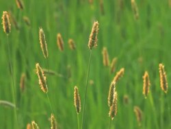 NTSC: Grass Stock Footage