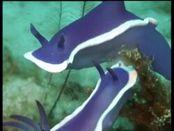 CU  two Sea Slugs, H. Bullocki, on coral touching, courtship display, Mabul, Borneo, Malaysia Stock Footage
