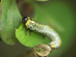 Vermin Stock Footage