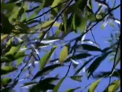 Wind blowing leaves, Presque Isle, USA Stock Footage