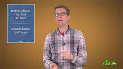 This Badger Buried a Whole Baby Cow! Instructional Video