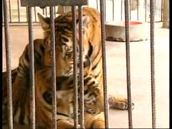 THAILAND: TIGERS FACING EXTINCTION News Clip