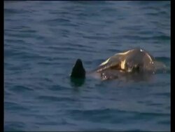 Olive Ridley Sea Turtle (Lepidochelys olivacea) mating, India Stock Footage