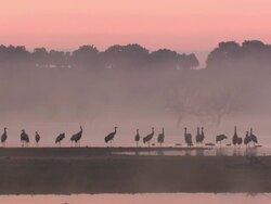 European Cranes (Grus grus), North East Extremadura in Dehesa. The cranes migrate south in winter from Scandinavia and Northern Europe to Spain and roost in large numbers mainly on lake shores. They feed in the dehesas on acorns and invertebrates. Stock Footage