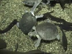 Small turtles Stock Footage