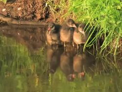 NTSC: Three young Coots Stock Footage
