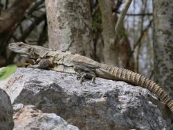 CU Lizard resting on stone / Kabah, Yucatan, Mexico Stock Footage