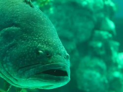 Giant fish Sea life Stock Footage