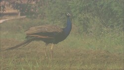 A peacock struts across a grassy field. Stock Footage