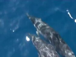 Two Dolphins bowriding, pan to other Dolphins, Topside, Close up, CU, Fernando de Noronha, Brazil Stock Footage