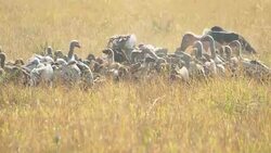 Vulture Stock Footage