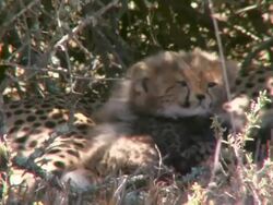 MS Cheetah cubs / South Africa Stock Footage