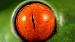 A green frog features a red bulging eye. Stock Footage