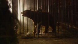 A bear shudders in a cage. Stock Footage