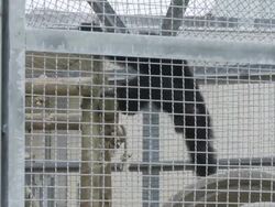 Chimpanzees play at Texas Biomedical Research Institute Stock Footage