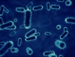 Bacteria under microscope blue Stock Footage