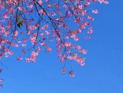 Spring Pink Cherry Blossoms with Blue Sky Backgrounds Stock Footage