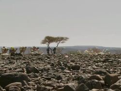 WS Camels in desert and plastic bags / Djibouti Stock Footage