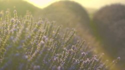 Lavender field in France at sunset Stock Footage