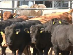 Black and brown bulls in the paddock Stock Footage