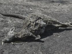 MS Dead kangaroo after bushfire / Victoria, Australia   Stock Footage