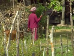 TS Woman leading calf / Cambodia Stock Footage
