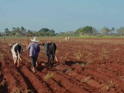 MS Shot of trinidad cuba farmer with traditional plow with oxen in rich cuban soil planting corn / Trinidad, Cuba Stock Footage