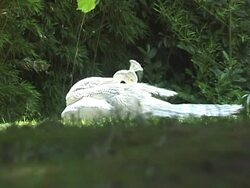 Albino peacock Stock Footage