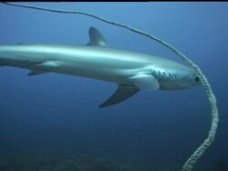 Thresher shark (Alopias vulpinus) behaviour coming into cleaning stations to be cleaned, Malapascua, Philippines Stock Footage