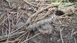 HD: Discovering The Forest Stock Footage