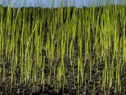 Grass growing and germinating Stock Footage
