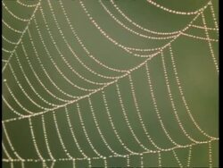 ECU section of spider web, covered in dew, England, UK Stock Footage