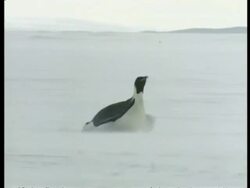 WA Emperor Penguin, Aptenodytes forsteri, sliding across ice on belly, Antarctica Stock Footage